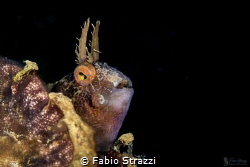 Parablennius gattorugine in North Adriatic sea by Fabio Strazzi 